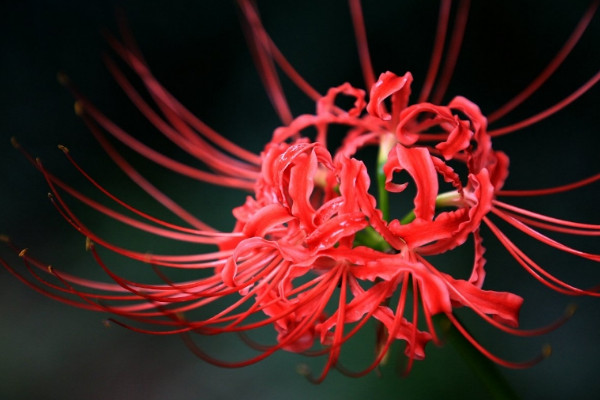 彼岸花夏天為什么不發(fā)葉子