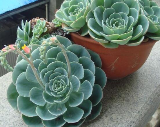 寶石花怎么養(yǎng)，老農(nóng)總結(jié)六大基本養(yǎng)殖方法