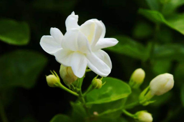 茉莉不發(fā)芽怎么辦