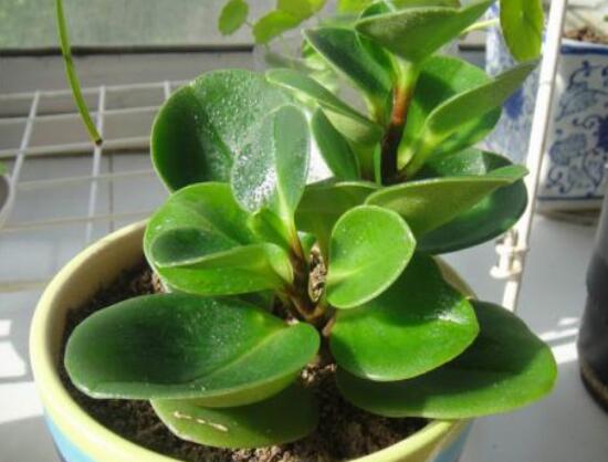 碧玉怎么養(yǎng)才能瘋長，做好這六點可生長得盆盆爆滿