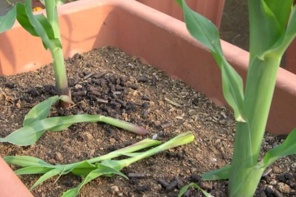 玉米側(cè)芽要不要掰掉