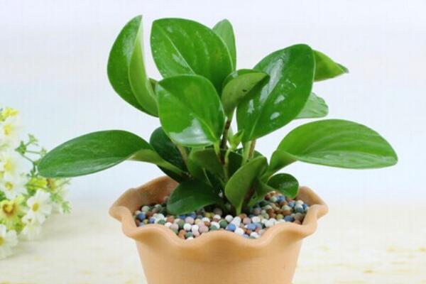 碧玉花植物如何移栽，簡單三步教你扦插成活