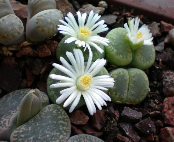 生石花移植方法，做好六點基本步驟成功率百分百