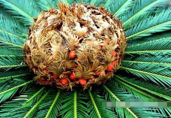 鐵樹果的功效與作用，化濕降濁、健脾和胃、去痰止咳