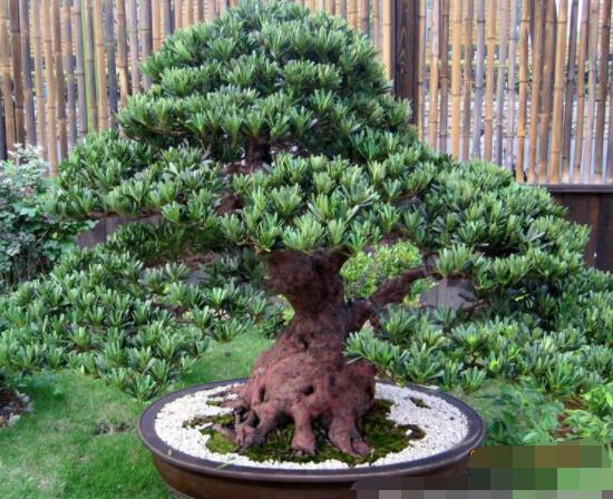 羅漢松盆景怎么摘心，修剪頂部的生長點(diǎn)(樹梢枝為10厘米最佳)