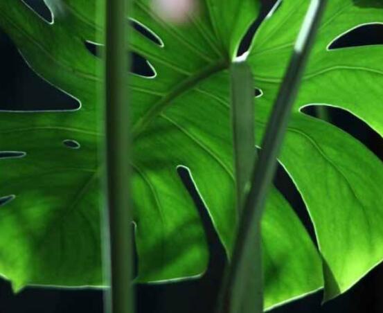 龜背竹晚上放臥室嗎，可以/凈化空氣、添福加壽、有利健康