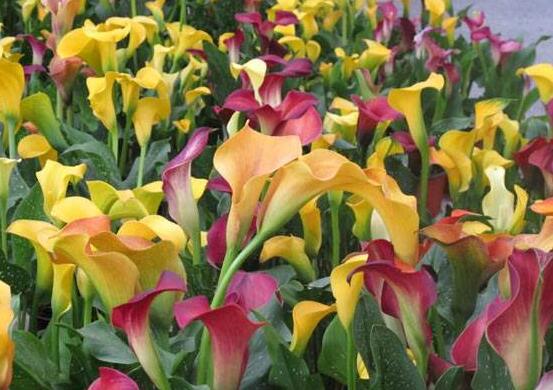 彩色馬蹄蓮花期多長，從11月一直開放到來年5月(半年)