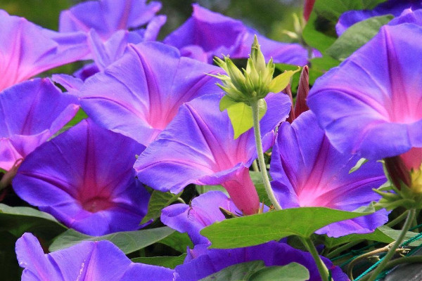 牽?；茉诨ㄅ枥锷L(zhǎng)嗎