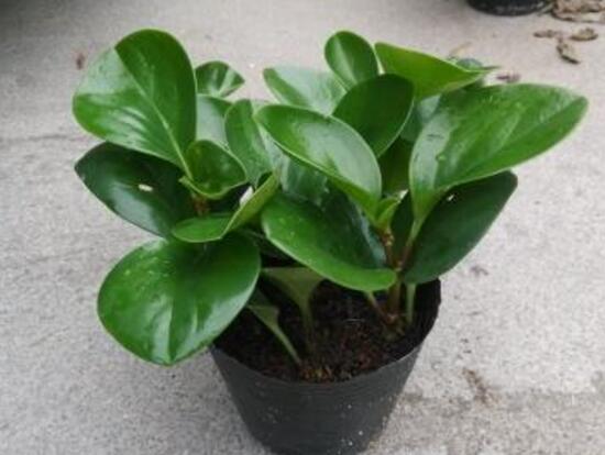 碧玉的花語是什么，碧玉花的風(fēng)水寓意