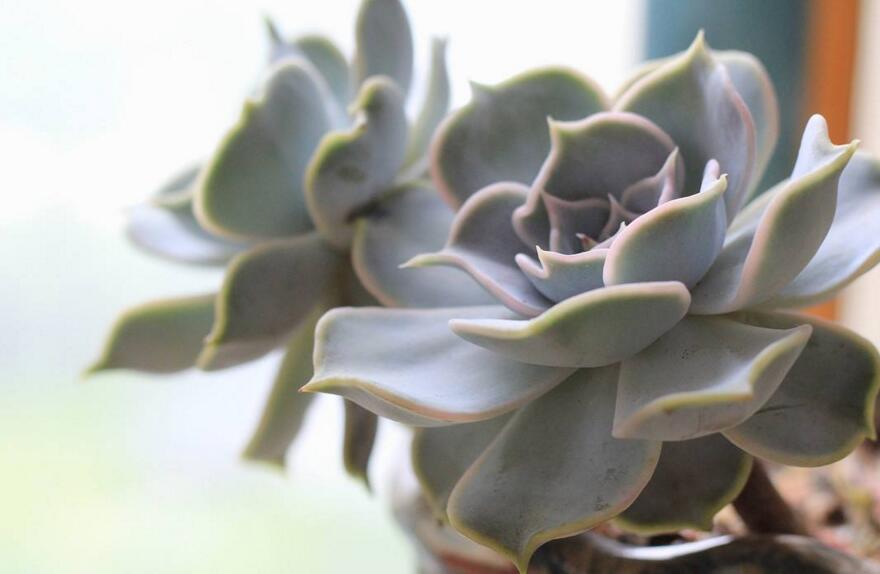 寶石花的繁殖方法，葉插和插穗操作方法