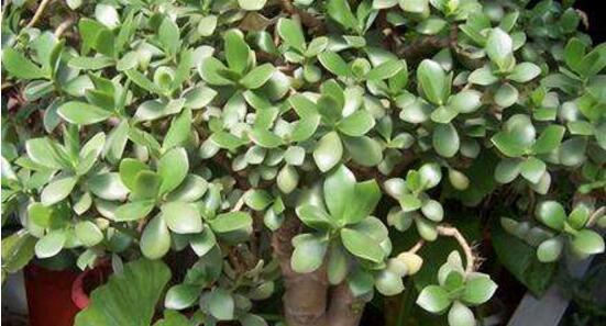 玉樹(shù)常見(jiàn)的病蟲(chóng)害防治，教你四種辦法簡(jiǎn)單學(xué)會(huì)