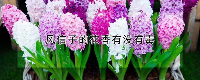 風(fēng)信子的花香有沒有毒