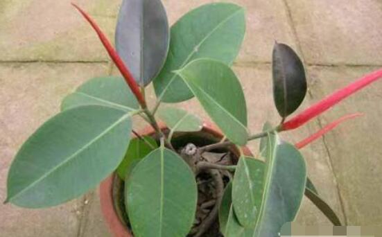 橡皮樹葉子下垂怎么辦，四種原因以及解決辦法