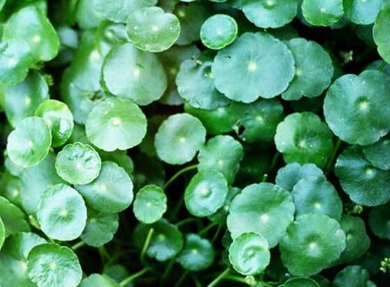 銅錢草的養(yǎng)殖方法和注意事項，老農(nóng)總結(jié)八大基本方法