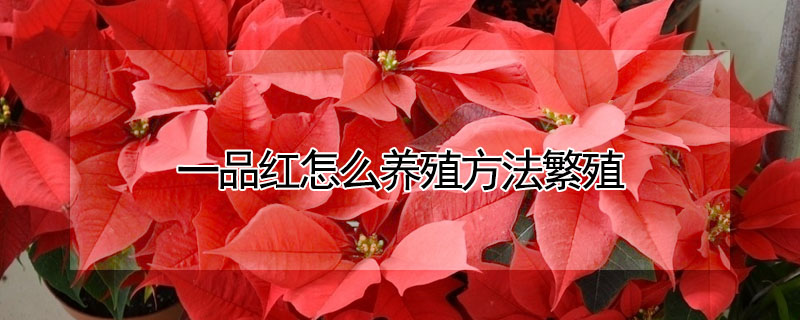 一品紅怎么養(yǎng)殖方法繁殖