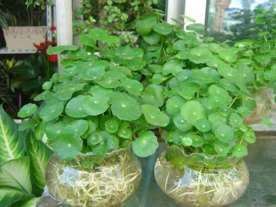銅錢草水培變黃怎么辦，做好六大要點(diǎn)變得青翠碧綠