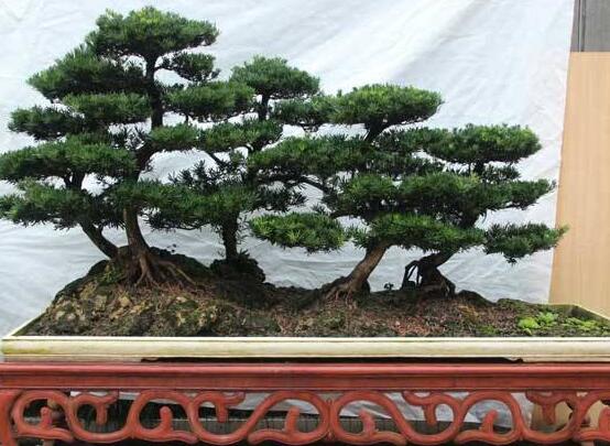 羅漢松風(fēng)水學(xué)和寓意，趨吉避兇，辟邪化煞