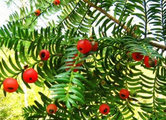 東北紅豆杉與南方紅豆杉有什么區(qū)別，介紹最簡(jiǎn)單的三種區(qū)別方法