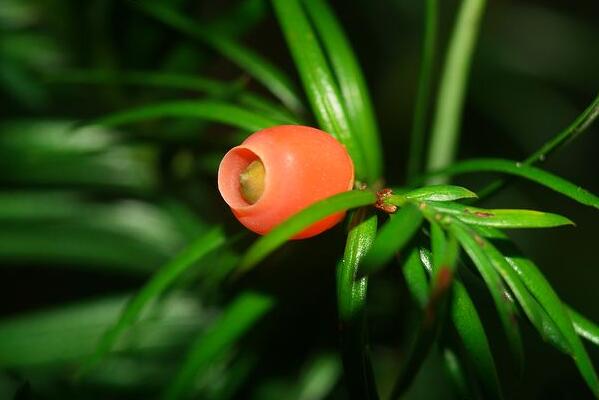 紅豆杉要公母同養(yǎng)嗎，只有公母同樣才能開花結(jié)果