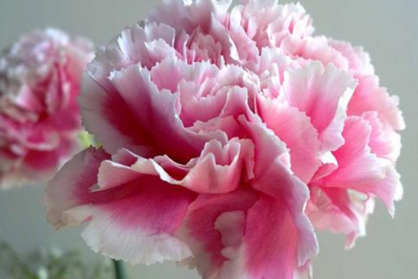 康乃馨花語(yǔ)代表什么