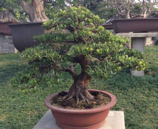 羅漢松盆景怎么摘心，修剪頂部的生長點(diǎn)(樹梢枝為10厘米最佳)