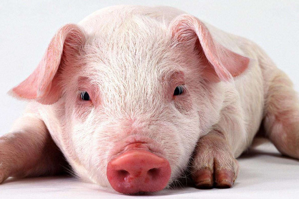 怎么養(yǎng)豬省錢長得又快