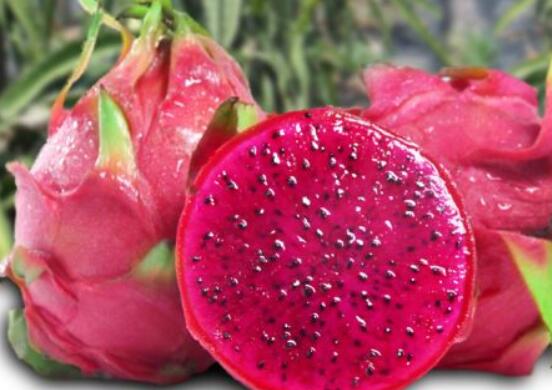 火龍果是仙人掌的果實嗎，兩種屬性絕然不同的植物