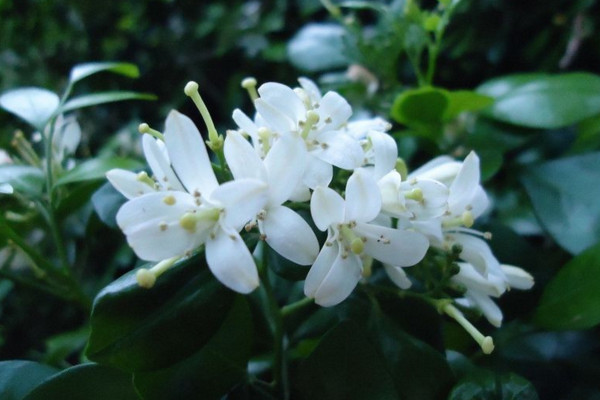 九里香如何長(zhǎng)粗，通過(guò)光照、溫度、施肥、修剪4步進(jìn)行