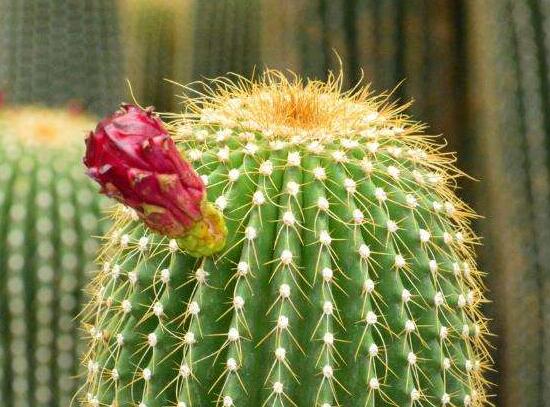 仙人球用什么肥料，鉀、磷肥為主，氮肥為輔