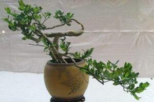 九里香爛根的原因，九里香爛根怎么辦