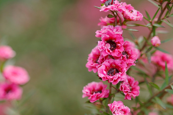 松紅梅適合家里養(yǎng)嗎