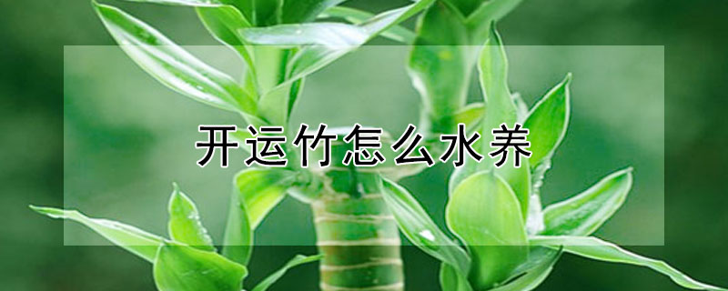 開運竹怎么水養(yǎng)