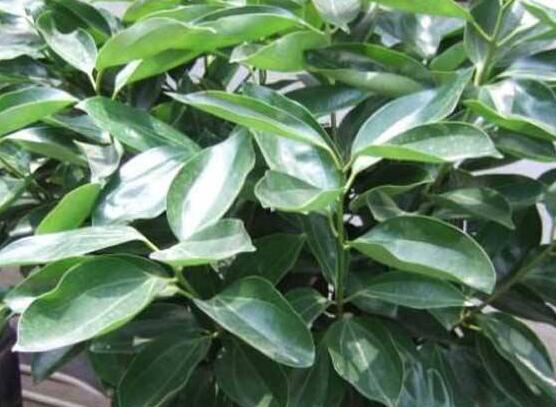 平安樹適合放客廳嗎，凈化空氣、招財生旺