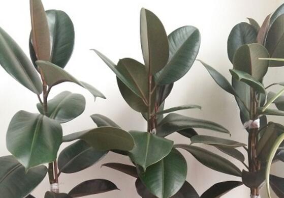 橡皮樹怎么修剪，橡皮樹修剪方法