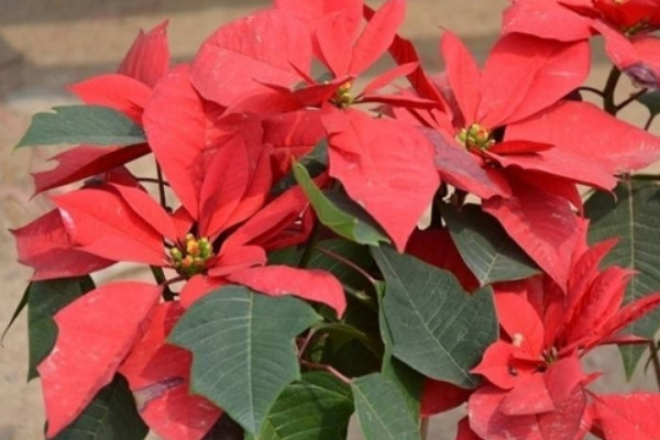 一品紅開(kāi)花時(shí)需要施肥嗎