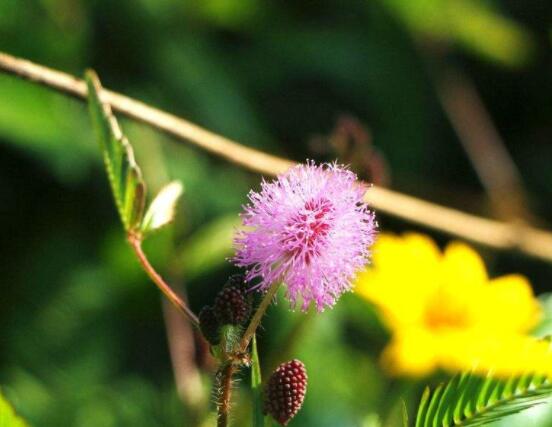 養(yǎng)含羞草對(duì)人體有害嗎，含有輕微的毒性/無(wú)害(放心養(yǎng)殖)