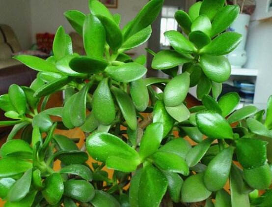 盆栽玉樹(shù)怎么養(yǎng)護(hù)，老農(nóng)總結(jié)七大養(yǎng)護(hù)方法