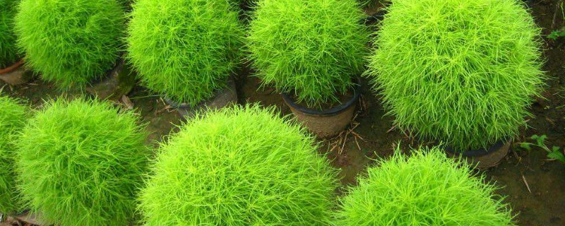 風(fēng)滾草是掃帚苗嗎