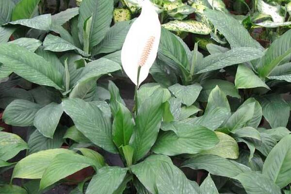 一帆風(fēng)順花可以放在臥室里嗎，可以放在臥室但要注意幾點(diǎn)