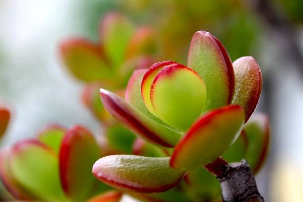 玉樹繁殖方法，葉插繁殖/枝插繁殖/分株繁殖