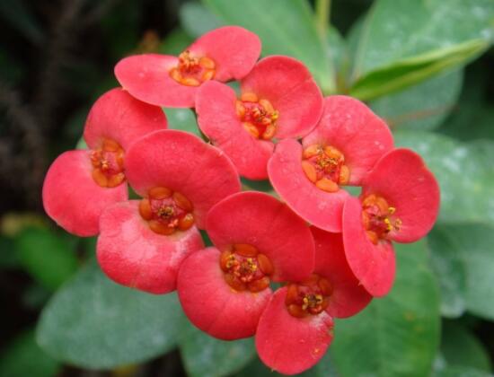 虎刺梅花能開(kāi)多長(zhǎng)時(shí)間，一年365天均可開(kāi)花(春夏秋冬)