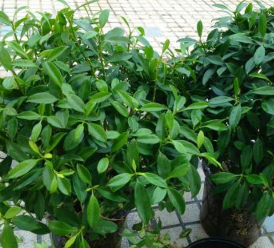 如何給平安樹松土，以樹干為中心、沿周圍輕鏟