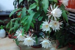 曇花要養(yǎng)幾年才開花，養(yǎng)殖三年左右才能開花