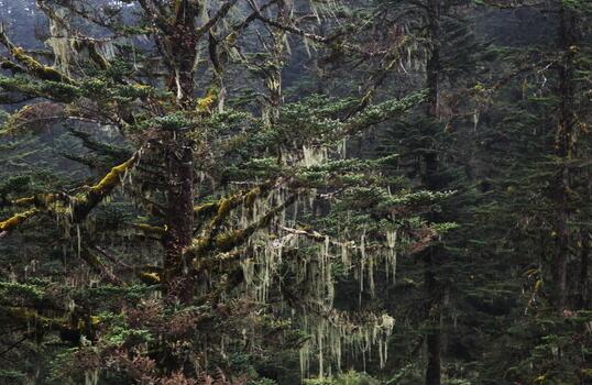 紅豆杉盆景價(jià)格，不同品種價(jià)格不同