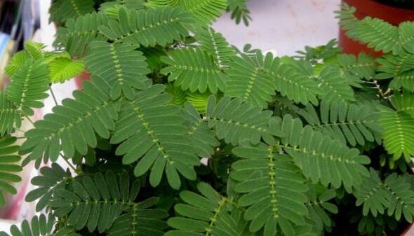 含羞草怎么養(yǎng)才活的久，要對它進行人工繁殖才行