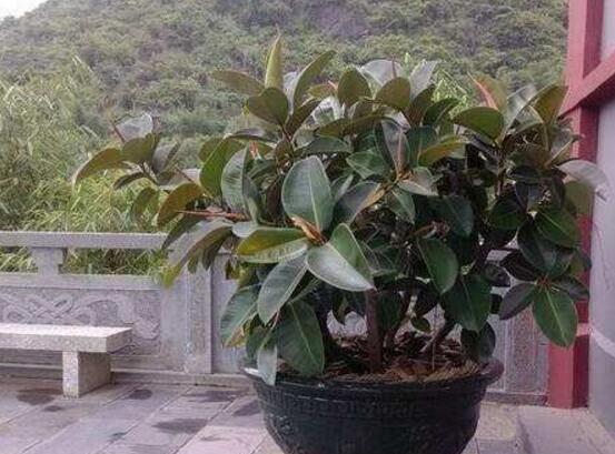 橡皮樹幾月份砍頭好，6-7月是最佳砍頭時(shí)間