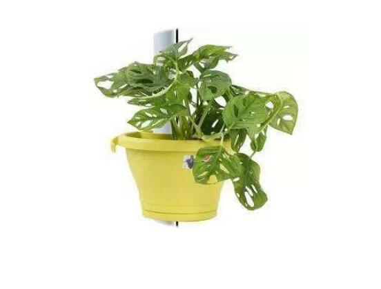 仙洞龜背竹有毒嗎，毒性不強/避免接觸誤食即可