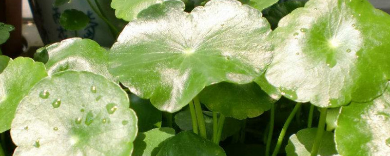 桐錢草怎么養(yǎng)能爆盆