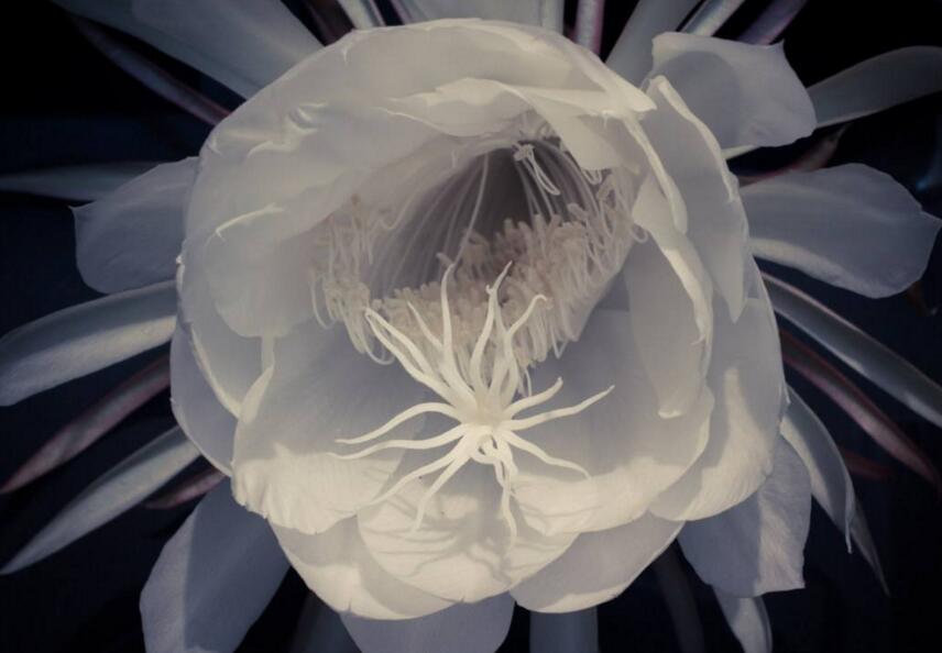 曇花種子種植方法，白天接受足夠的光照晚上才能開花