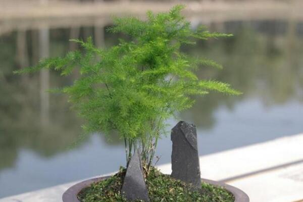 文竹冬天怎么養(yǎng)護(hù)，做好以下四點(diǎn)是關(guān)鍵